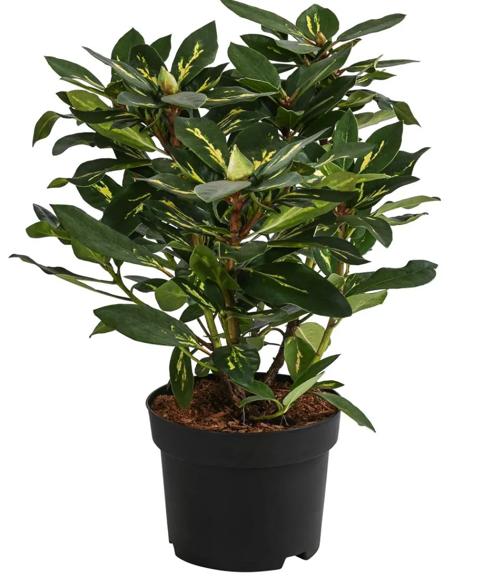 Dehner Rhododendren|Blühende Sträucher > Rhododendron 'Goldflimmer'