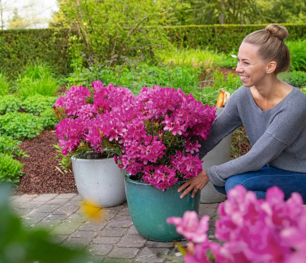 Dehner Rhododendren - Rhododendron Grazeasy® Dark Pink