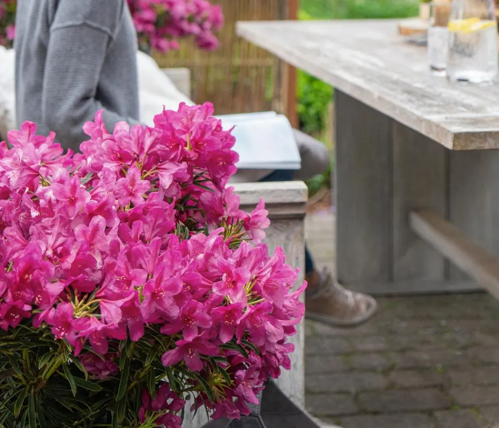 Dehner Rhododendren - Rhododendron Grazeasy® Dark Pink