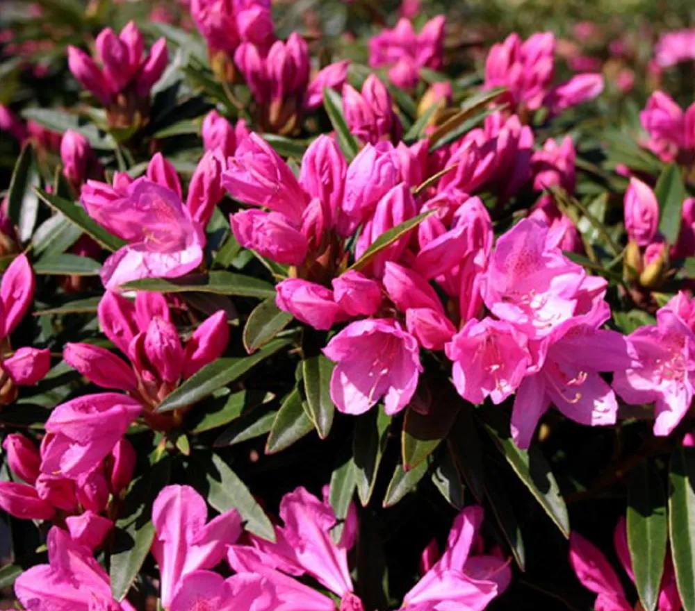 Dehner Laubgehölze|Rhododendren > Rhododendron 'Graziella'
