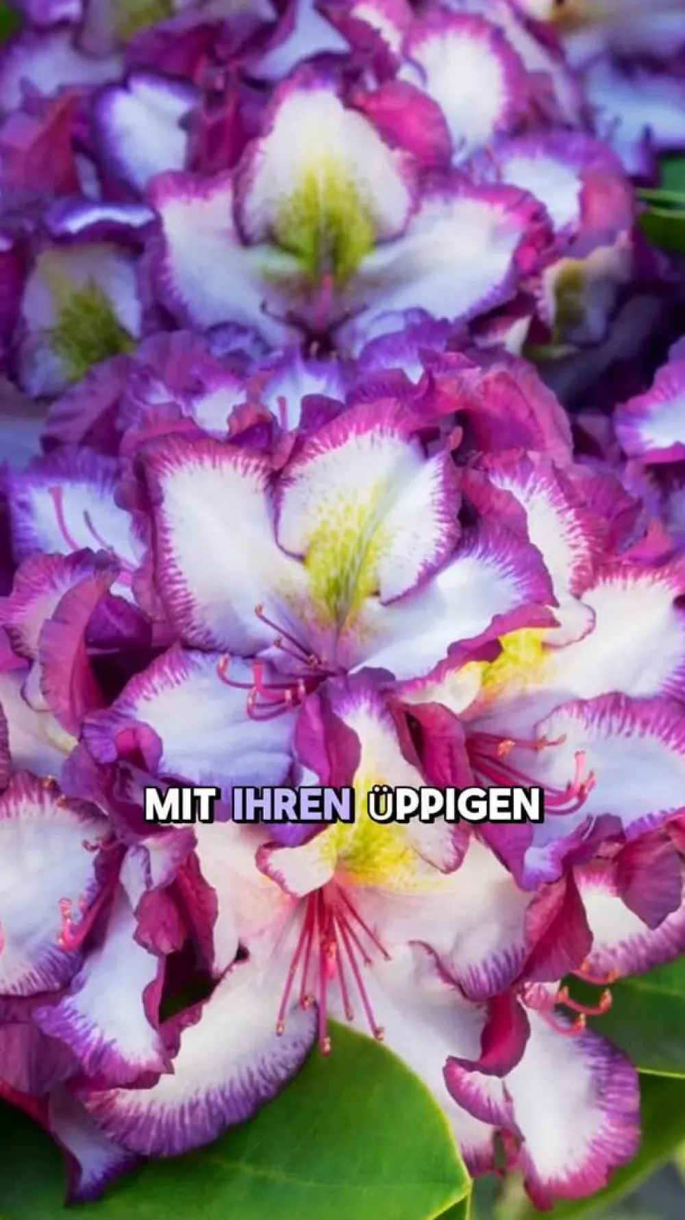 Dehner Rhododendren - Rhododendron HAPPYdendron® Pushy Purple