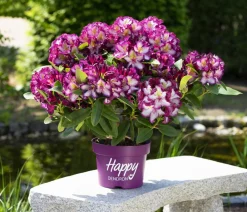 Dehner Rhododendren - Rhododendron HAPPYdendron® Pushy Purple