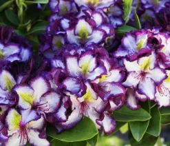 Dehner Rhododendren - Rhododendron HAPPYdendron® Pushy Purple