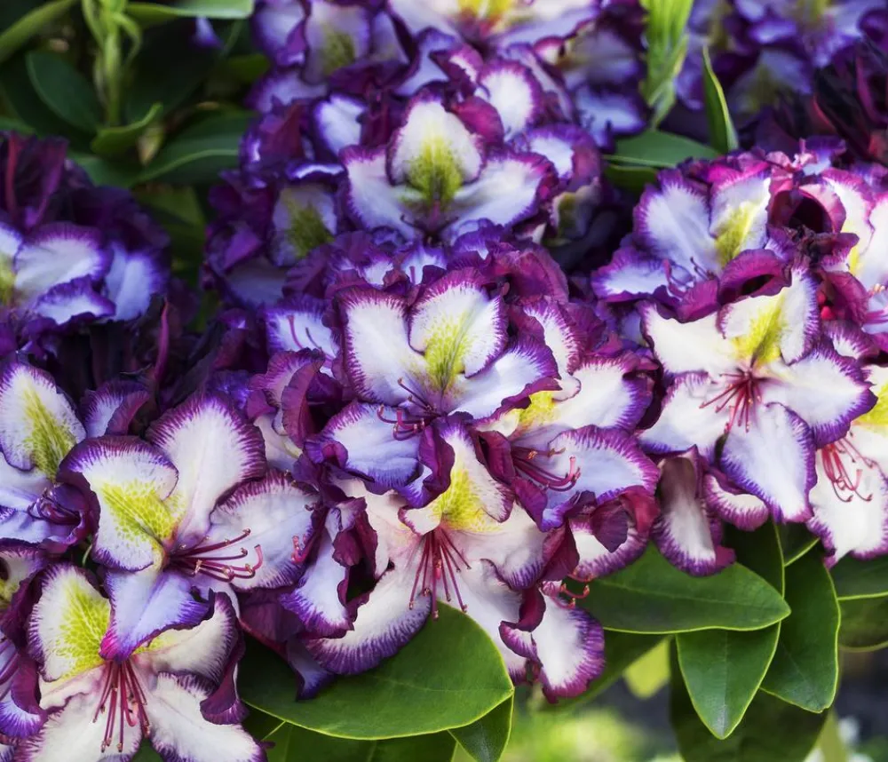 Dehner Rhododendren - Rhododendron HAPPYdendron® Pushy Purple