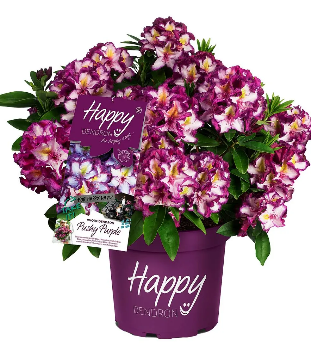 Dehner Rhododendren - Rhododendron HAPPYdendron® Pushy Purple