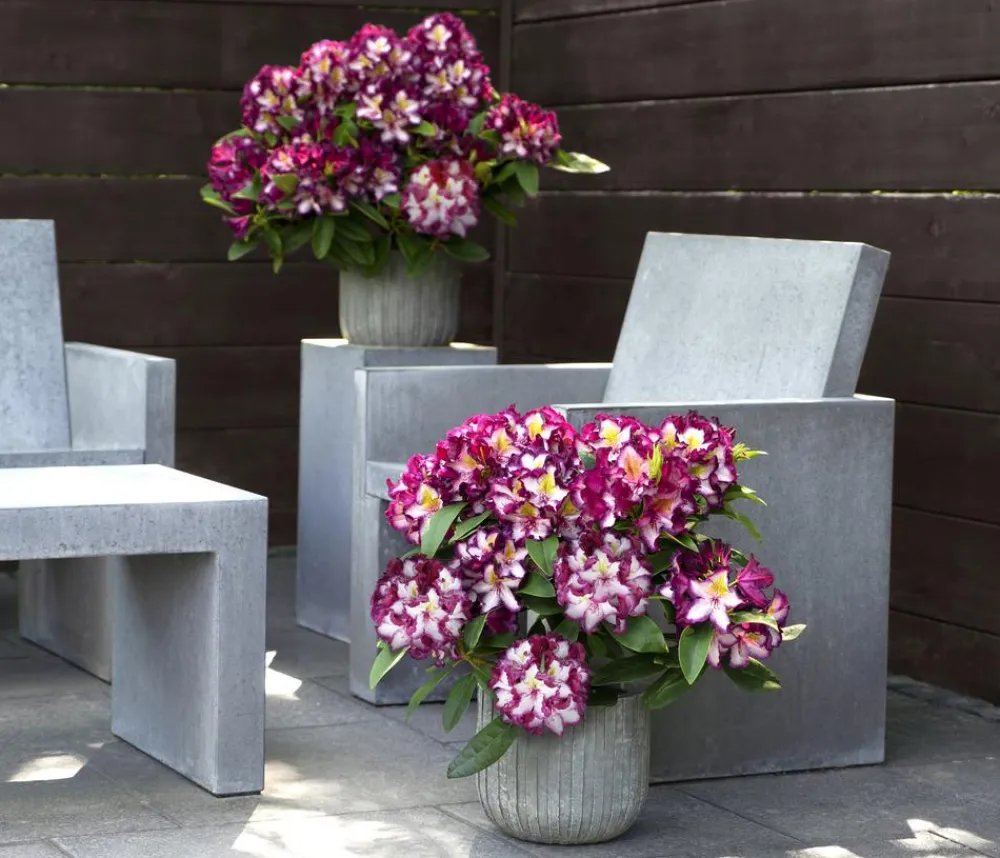 Dehner Rhododendren - Rhododendron HAPPYdendron® Pushy Purple