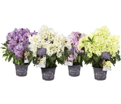 Rhododendren > Rhododendron Inkarho® 'Dufthecke', verschiedene Sorten
