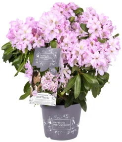 Rhododendren > Rhododendron Inkarho® 'Dufthecke', verschiedene Sorten