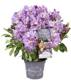 Rhododendren > Rhododendron Inkarho® 'Dufthecke', verschiedene Sorten