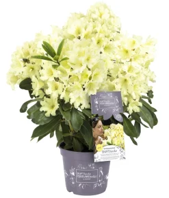 Rhododendren > Rhododendron Inkarho® 'Dufthecke', verschiedene Sorten