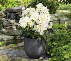 Rhododendren > Rhododendron Inkarho® 'Dufthecke', verschiedene Sorten