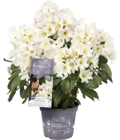 Rhododendren > Rhododendron Inkarho® 'Dufthecke', verschiedene Sorten