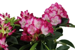 Dehner Rhododendron 'Mega' Hot