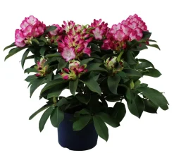 Dehner Rhododendron 'Mega' Hot