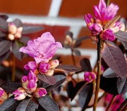 Dehner Rhododendren|Blühende Sträucher - Rhododendron 'P. J. Mezitt' Pink
