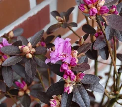 Dehner Rhododendren|Blühende Sträucher - Rhododendron 'P. J. Mezitt' Pink