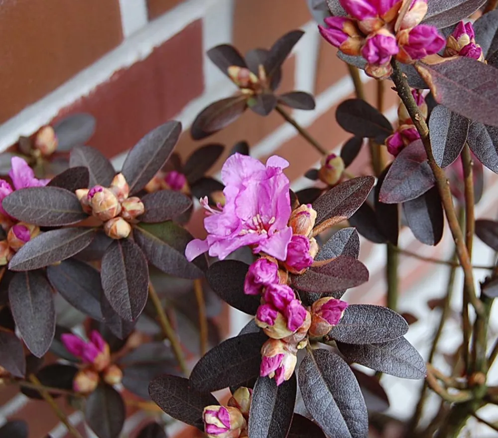 Dehner Rhododendren|Blühende Sträucher - Rhododendron 'P. J. Mezitt' Pink