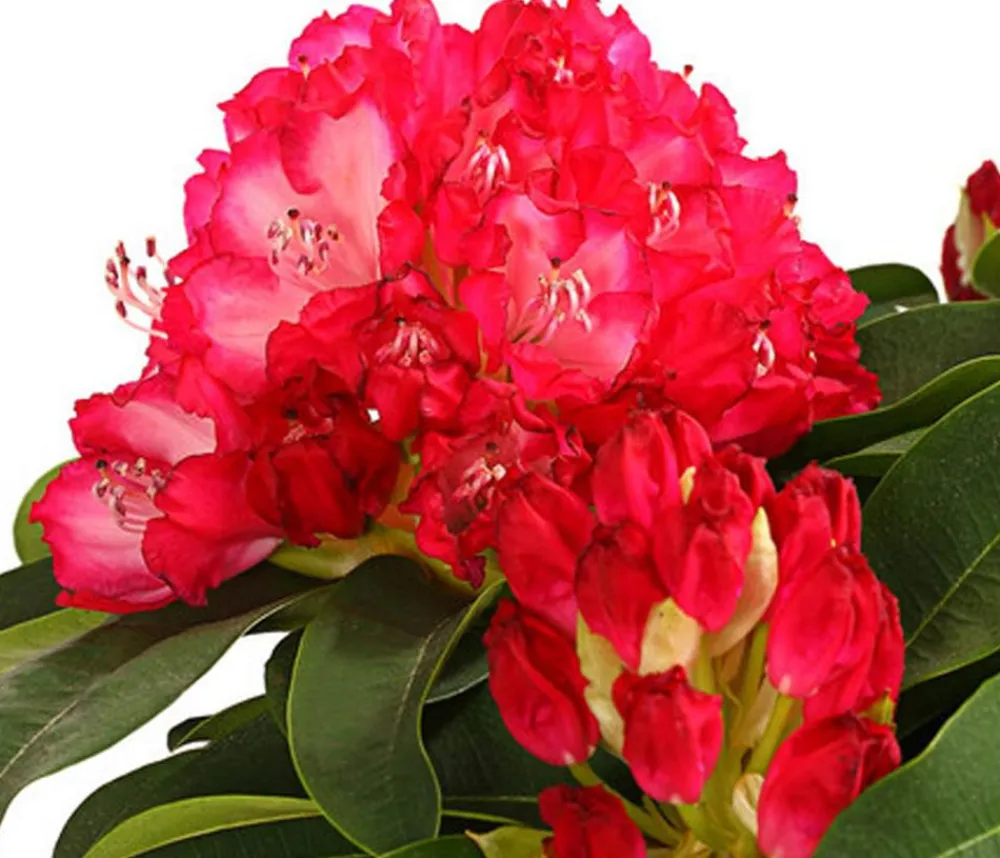 Dehner Rhododendren|Blühende Sträucher - Rhododendron 'Super Mega'