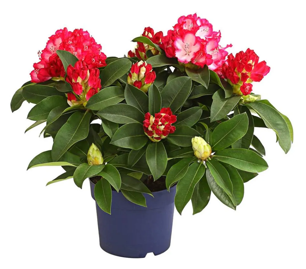 Dehner Rhododendren|Blühende Sträucher - Rhododendron 'Super Mega'