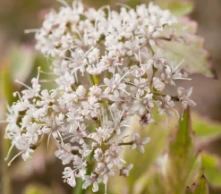 Dehner Aqua Teichpflanzen|Teichpflanzen > Röhriger Wasserfenchel 'Flamingo'