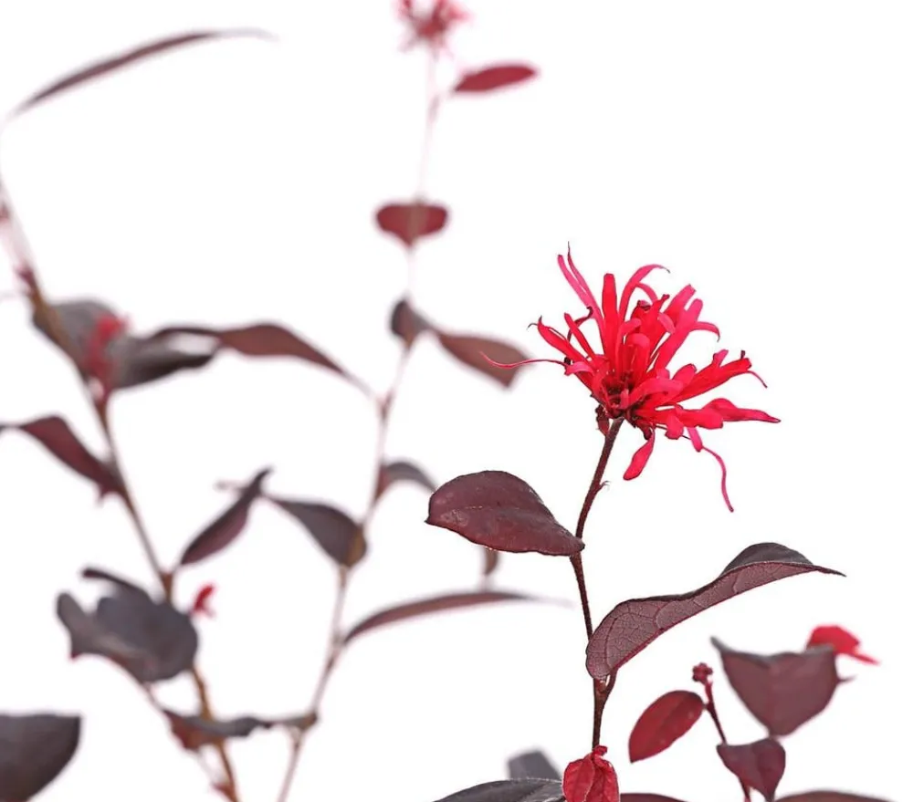 Dehner Laubgehölze|Winterharte Kübelpflanzen > Riemenblüte 'Ever Red'