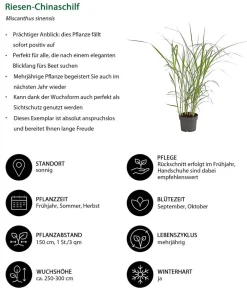 Dehner Riesen-Chinaschilf Grün Outlet