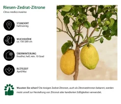 Dehner Riesen-Zedrat-Zitrone Gelb New