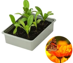 Dehner Sommerblumen - Ringelblume, 6er Schale Orange