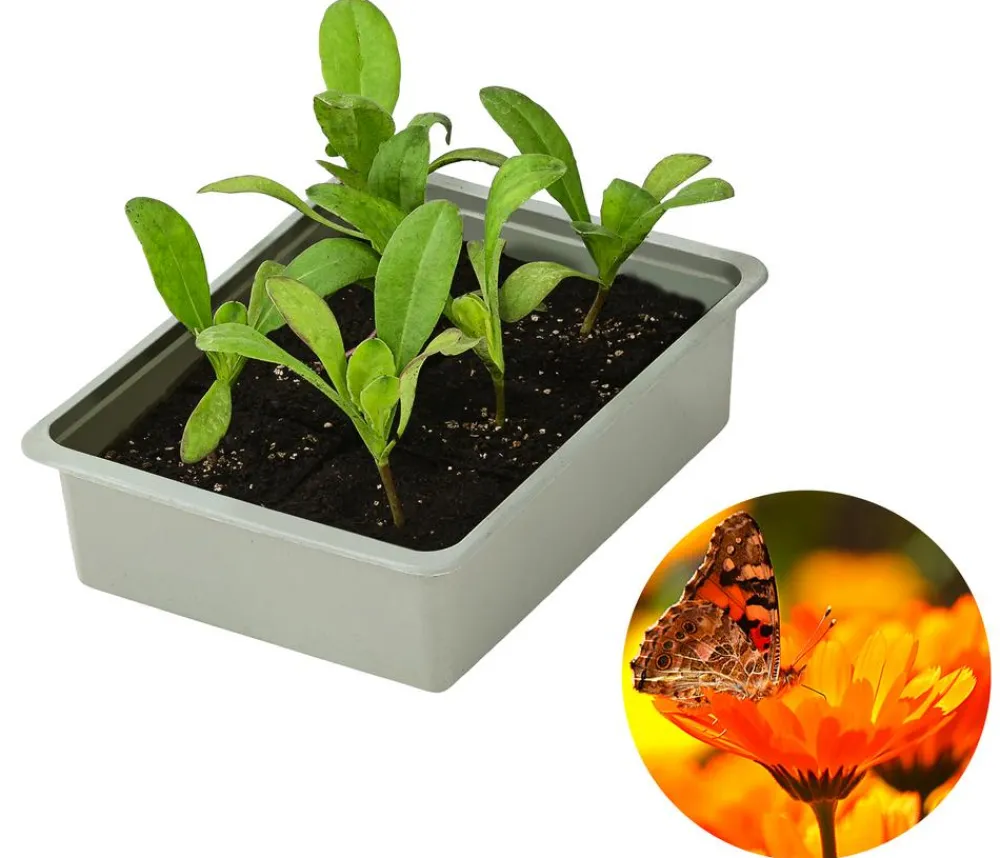 Dehner Sommerblumen - Ringelblume, 6er Schale Orange