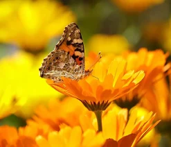 Dehner Sommerblumen - Ringelblume, 6er Schale Orange
