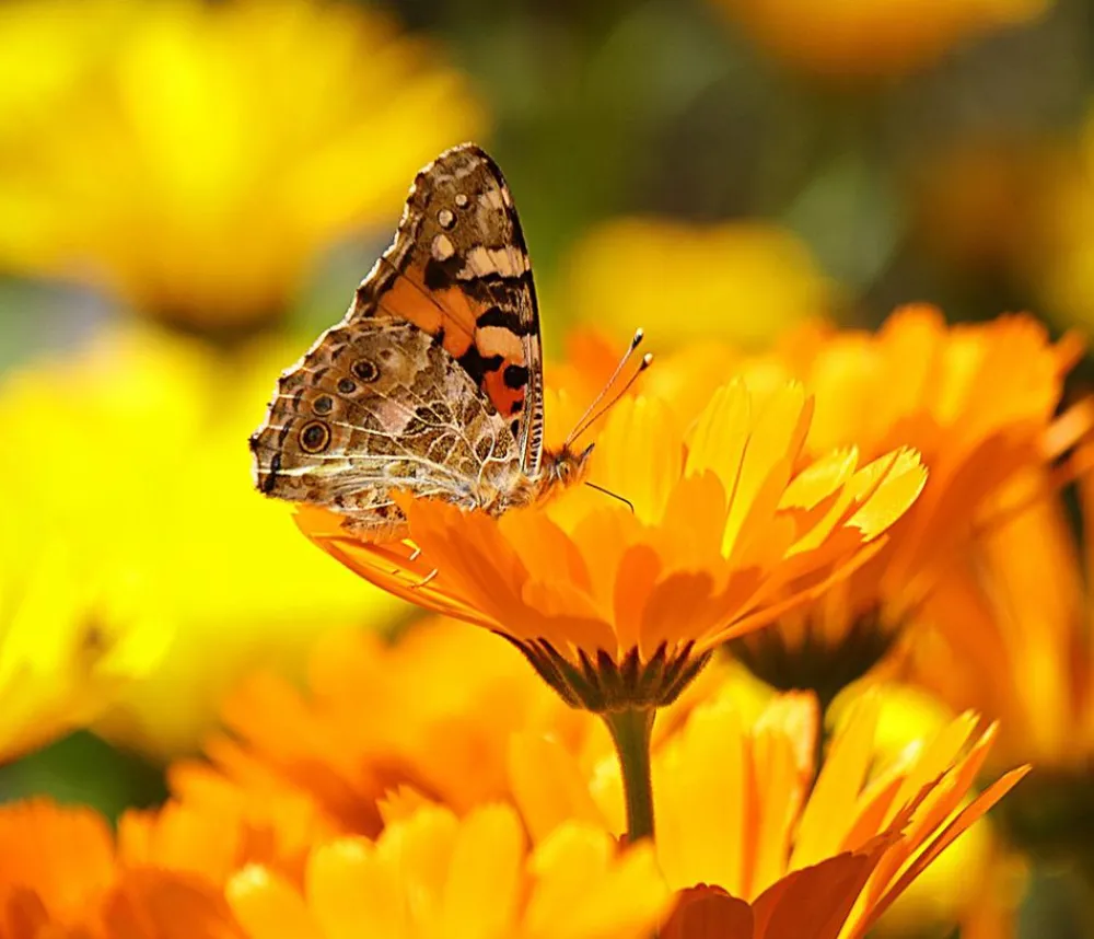 Dehner Sommerblumen - Ringelblume, 6er Schale Orange