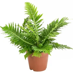 Dehner Rippenfarn - Blechnum gibbum Grün Discount