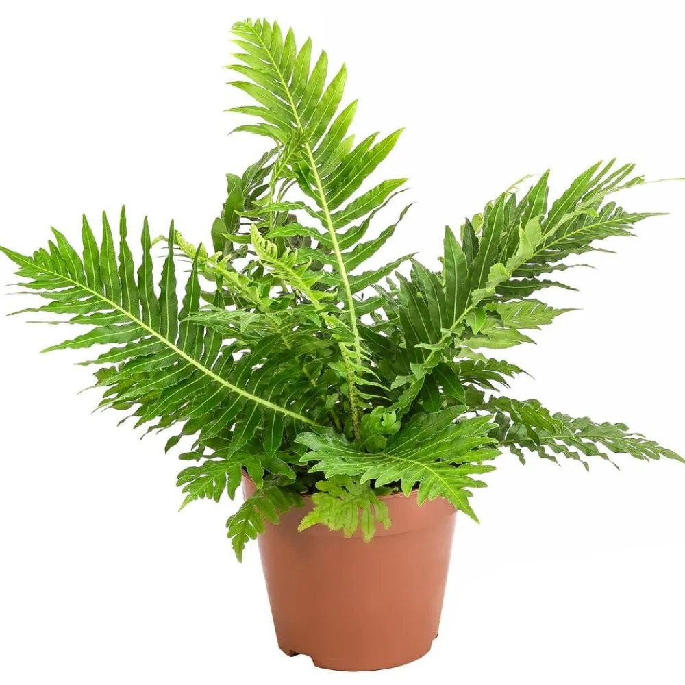 Dehner Rippenfarn - Blechnum gibbum Grün Discount