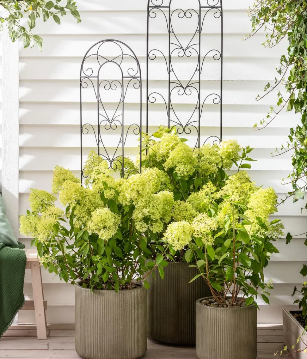 Dehner Winterharte Kübelpflanzen|Hortensien > Rispen-Hortensie 'Limelight®'