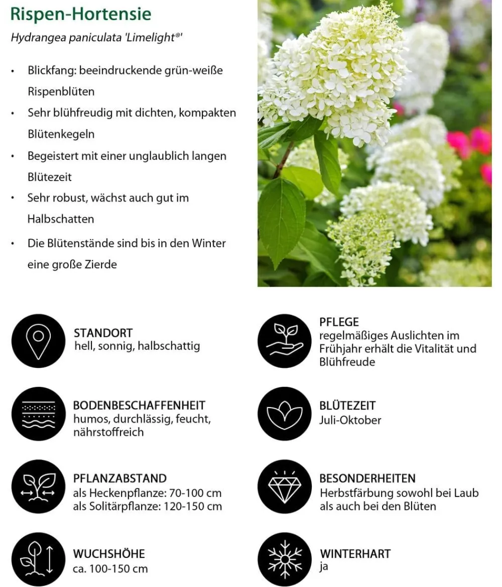 Dehner Winterharte Kübelpflanzen|Hortensien > Rispen-Hortensie 'Limelight®'