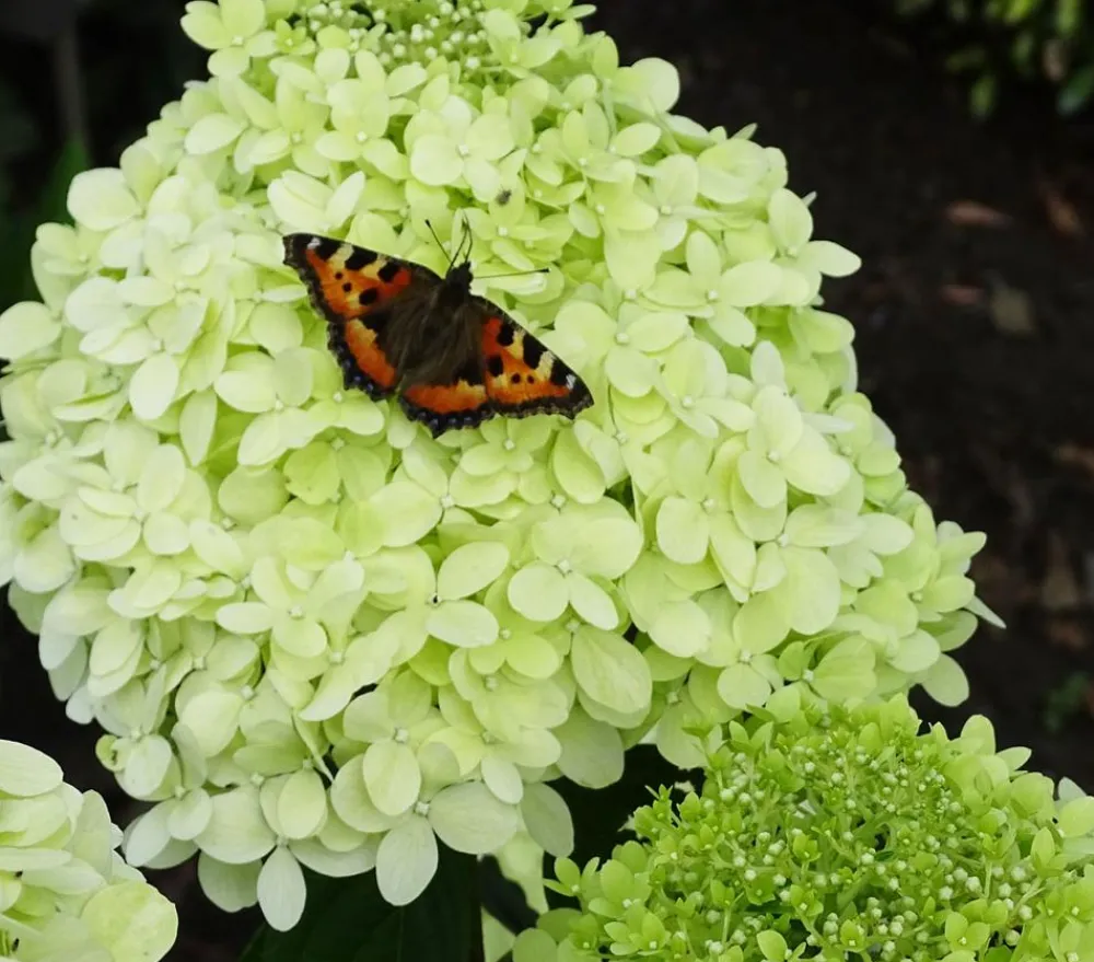 Dehner Winterharte Kübelpflanzen|Hortensien > Rispen-Hortensie 'Limelight®'