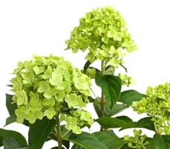 Dehner Winterharte Kübelpflanzen|Hortensien > Rispen-Hortensie 'Limelight®'