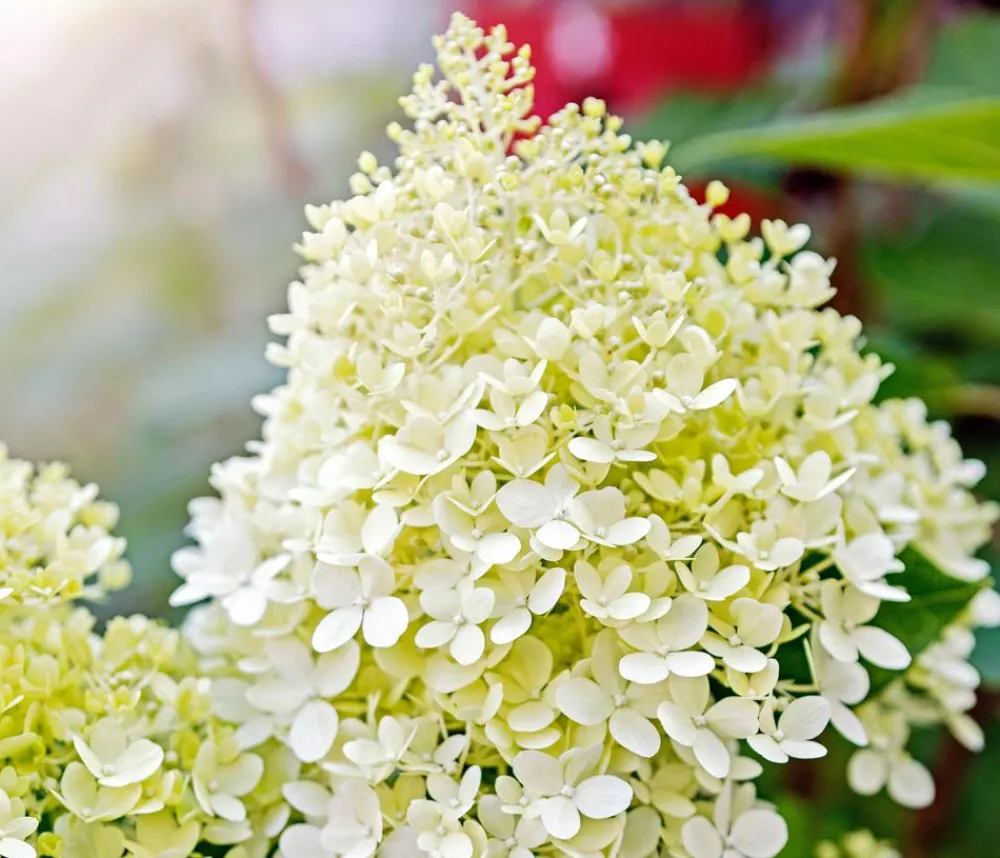 Dehner Rispen-Hortensie 'Limelight®' Weiß Outlet