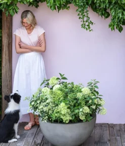 Dehner Winterharte Kübelpflanzen|Hortensien - Rispen-Hortensie 'Limelight®' Weiß