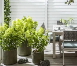 Dehner Winterharte Kübelpflanzen|Hortensien - Rispen-Hortensie 'Limelight®' Weiß