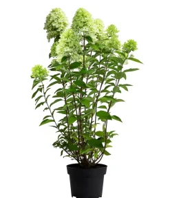 Dehner Winterharte Kübelpflanzen|Hortensien - Rispen-Hortensie 'Limelight®' Weiß
