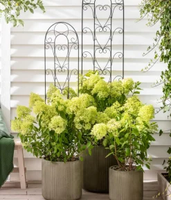 Dehner Winterharte Kübelpflanzen|Hortensien - Rispen-Hortensie 'Limelight®' Weiß