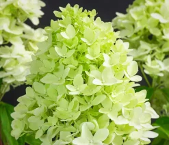 Dehner Winterharte Kübelpflanzen|Hortensien - Rispen-Hortensie 'Limelight®' Weiß