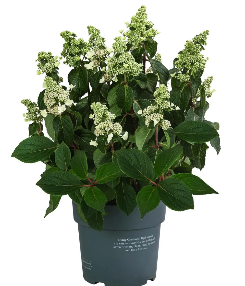 Dehner Laubgehölze|Hortensien > Rispen-Hortensie 'Living Infinity'®