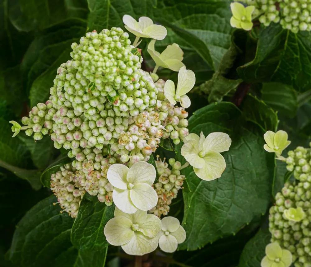 Dehner Laubgehölze|Hortensien > Rispen-Hortensie 'Living Infinity'®