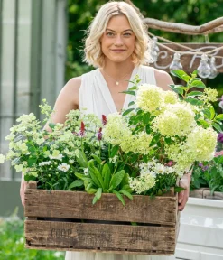 Dehner Laubgehölze|Winterharte Kübelpflanzen > Rispen-Hortensie 'Magical Candle'
