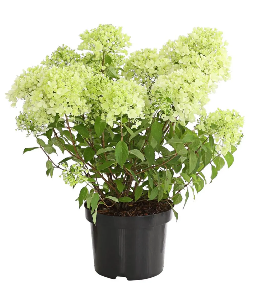 Dehner Laubgehölze|Winterharte Kübelpflanzen > Rispen-Hortensie 'Magical Candle'