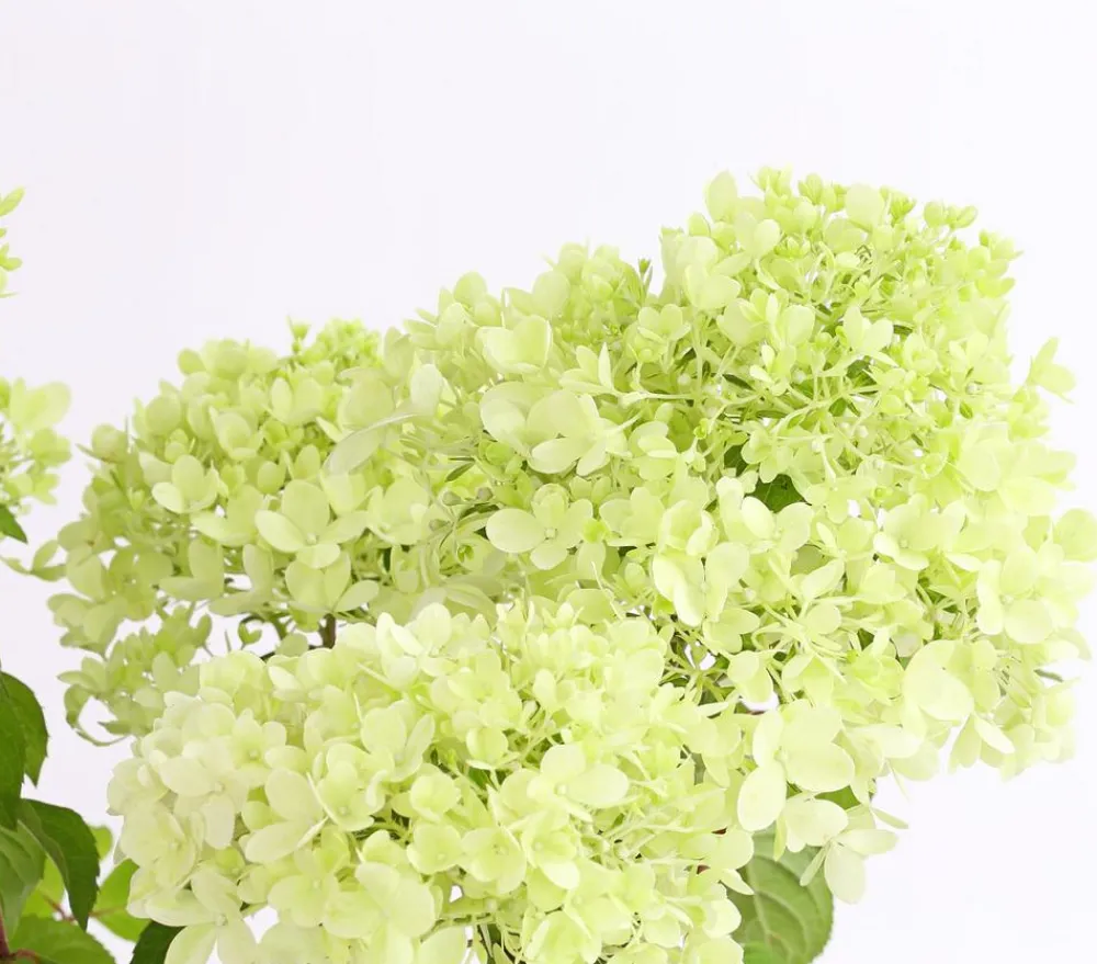 Dehner Laubgehölze|Winterharte Kübelpflanzen > Rispen-Hortensie 'Magical Candle'