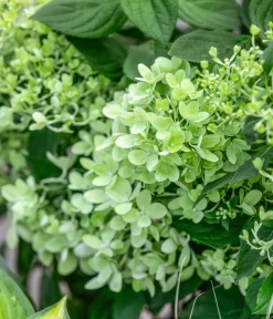 Dehner Laubgehölze|Winterharte Kübelpflanzen > Rispen-Hortensie 'Magical Candle'