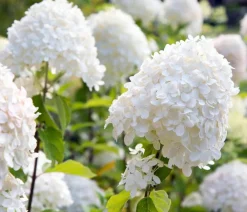 Dehner Winterharte Kübelpflanzen|Hortensien > Rispen-Hortensie 'Magical Fire'